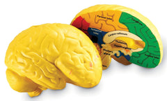MODEL CROSS SECTION BRAIN