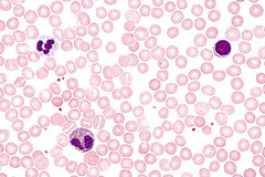 SLIDE HUM BLOOD SM RED+WHITE CELLS
