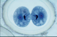 SLIDE ASCARIS MITOSIS EARLY CLEAVAGE