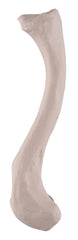 BONE LEFT CLAVICLE