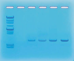 KIT PCR AMPLIFICATION OF DNA