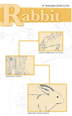 DISC-GUIDE RABBIT DISSECTION