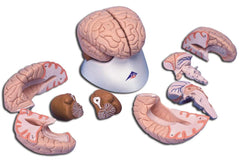 MODEL BRAIN 8-PART