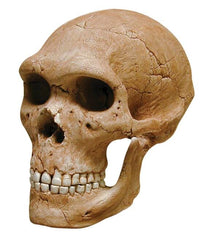MODEL SKULL NEANDERTAL