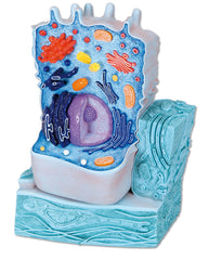 MODEL ANIMAL CELL 2-PART