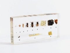 BLOCK LIFE CYCLE HONEYBEE