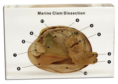 ACRYLIC MOLD MARINE CLAM DISSECTION