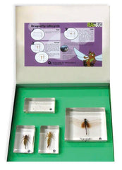 BIOPLAST LIFECYCLE DRAGONFLY