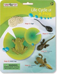 MODELS LIFE CYCLE OF A FROG