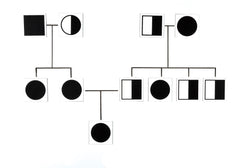 CARDS STICK TO SCIENCE GENETICS