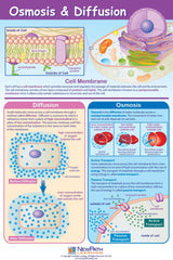 POSTER OSMOSIS + DIFFUSION