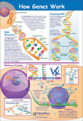 POSTER HOW GENES WORK