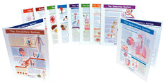GUIDES VIS LEARN MS/HS HUMAN BODY S/10