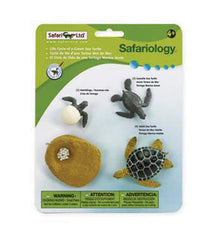 MODELS LIFE CYCLE OF A GREEN SEA TURTLE