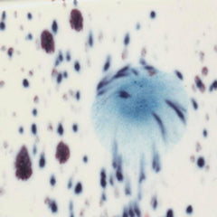 GLAZE MAYCO CRYSTALITES S2701 PEACOCK EYES PINT