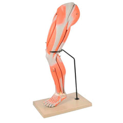 DISC-MODEL HUMAN MUSCULAR LEG