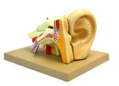 MODEL HUMAN EAR 5 PARTS