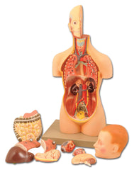 MODEL HUMAN MINI SEXLESS TORSO 12 PTS