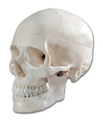 MODEL HUMAN BASIC SKULL