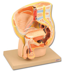 MODEL MALE HUMAN PELVIS