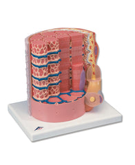 MODEL SKELETAL MUSCLE FIBER