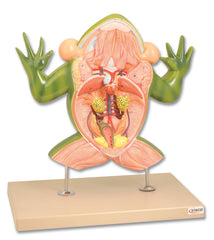 MODEL FROG DISSECTION