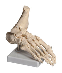 MODEL FOOT MOUNTED