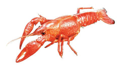 CRAYFISH PLAIN LG 4-6IN 10/PAIL