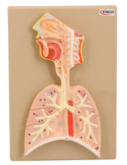 MODEL RESPIRATORY SYSTEM