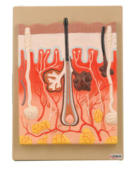 MODEL HUMAN SKIN 300X