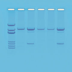 KIT DETECTION OF GENETICALLY MODIFIED ORGANISMS