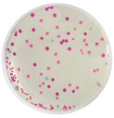 KIT RAINBOW TRANSFORMATION