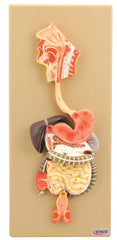 MODEL DIGESTIVE SYSTEM HALF SIZE 2-PART