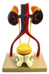 MODEL URINARY SYTEM