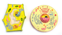 MODEL PLANT AND ANIMAL CELL COMPARISON
