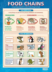 Food Chains/Food Cycle Poster Set 2