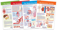 CHARTS BB MS PROVIDING FUEL + TRANSPORATION HUMAN BODY SET/4
