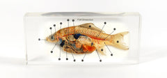 SPECIMEN BLOCK FISH DISSECTION