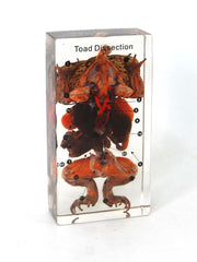 SPECIMEN BLOCK TOAD DISSECTION