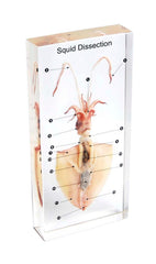 SPECIMEN BLOCK SQUID DISSECTION