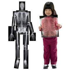 X-Rays Human True To Life Pk