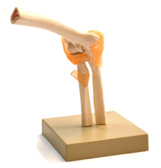 MODEL HUMAN ELBOW JOINT