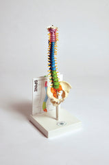 MODEL SMALL HUMAN SPINE W/GUIDE