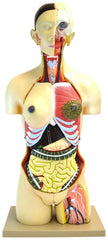 MODEL HUMAN TORSO