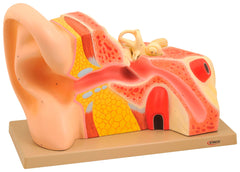 MODEL HUMAN EAR GIANT