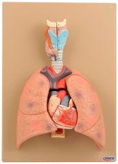 MODEL HUMAN HEART AND LUNGS