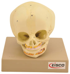 MODEL ARTIFICIAL INFANT SKULL