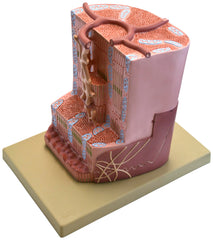 MODEL HUMAN CARDIAC MUSCLE
