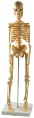 MODEL SKELETON MINIATURE WITH STAND