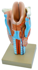MODEL HUMAN LARYNX